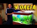 Обзор  домашней мини разводни с петушками!