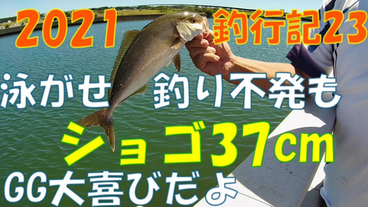 21釣行記23 泳がせ釣り不発もショゴ37cmの釣果gg大喜び Youtube
