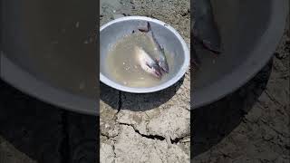 amazing fish catching by Hook 😳#shorts #viralshorts #fish #fishing #amazingfish #trendingshorts