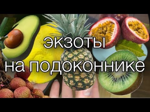 ВЫРАЩИВАЕМ ЭКЗОТИЧЕСКИЕ ФРУКТЫ ДОМА. КАК ВЫРАСТИТЬ ФЕЙХОА, ЛУКУМУ, МАРАКУЙЮ, ЛОНГАН, АНАНАС, МАНГО