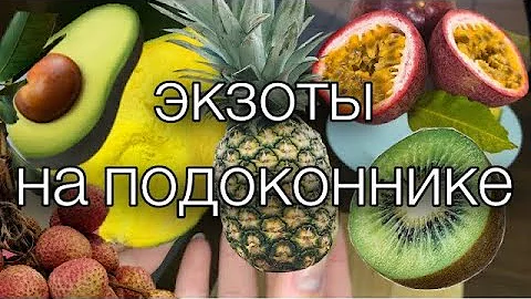 ВЫРАЩИВАЕМ ЭКЗОТИЧЕСКИЕ ФРУКТЫ ДОМА. КАК ВЫРАСТИТЬ ФЕЙХОА, ЛУКУМУ, МАРАКУЙЮ, ЛОНГАН, АНАНАС, МАНГО