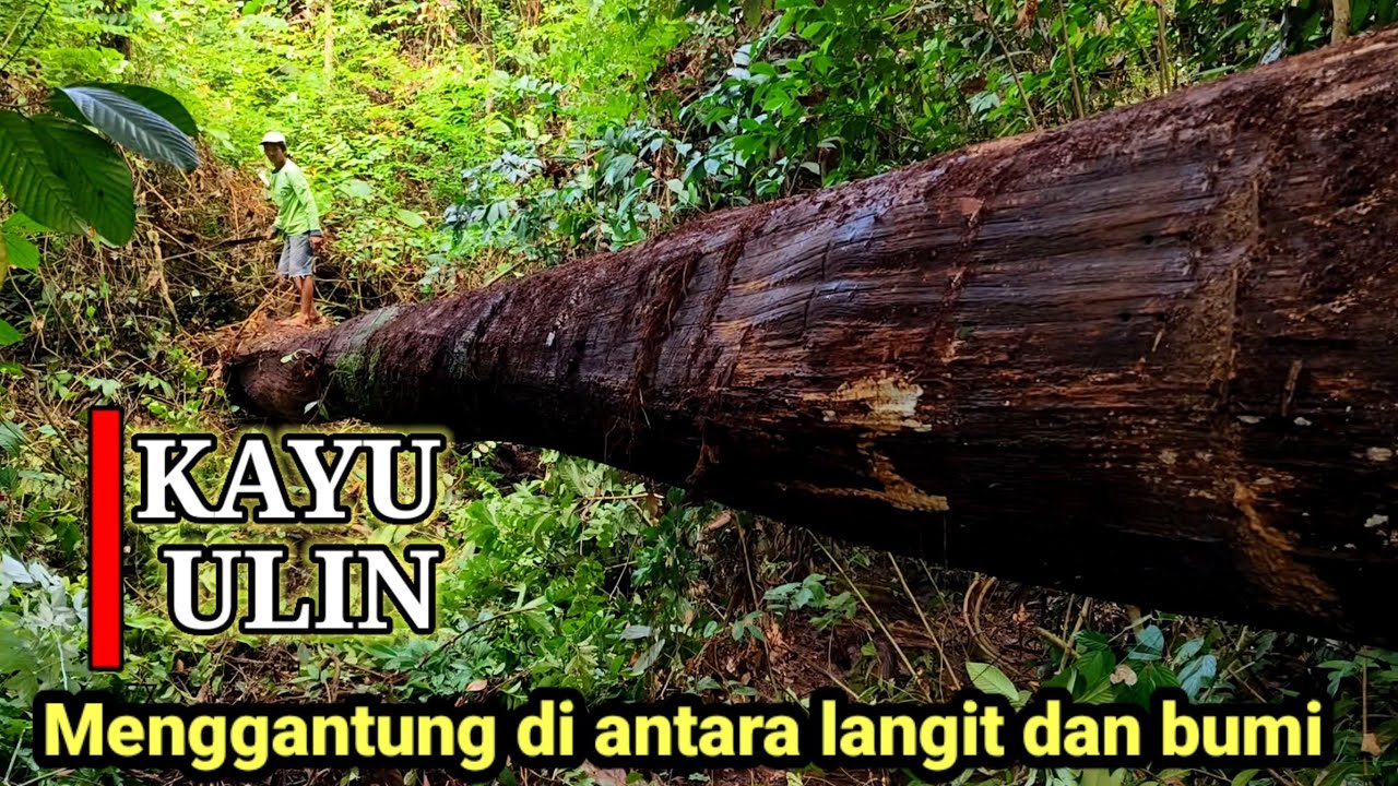 KAYU ULIN/BELIAN ISTIMEWANYA‼️menggantung di antara langit dan bumi