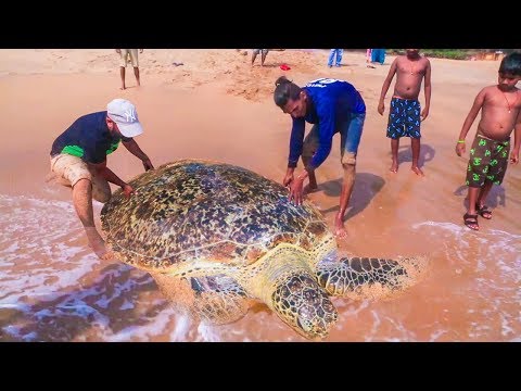 Live Big Tortoise Catching | Sea Turtle is Rescued From Fishing Net | Fisherman