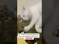 My Cat Joined Me During Prayer 🥹🤍#peaceful #heartwarming#prayer#houseofmeowz2