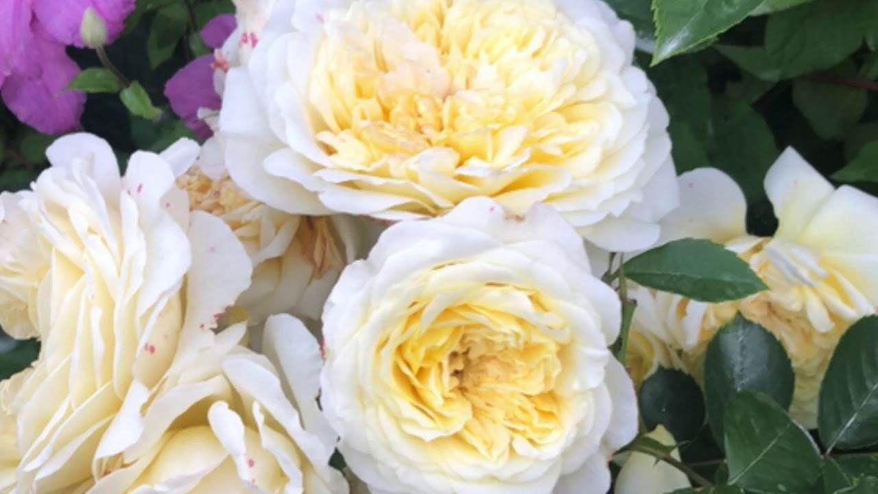 My Rose collection 2018