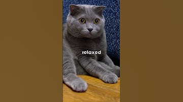 Top 3 Easiest Cat Breeds To Own - The last cat is the best