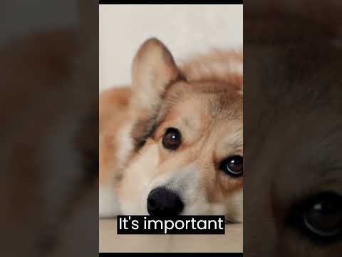 10 Ways Dogs say Sorry – 05