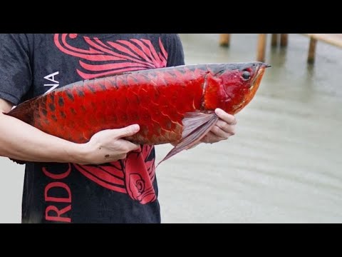 Indonesia Super Red Arowana Fish Top 50 Arowana Grand Champion Youtube
