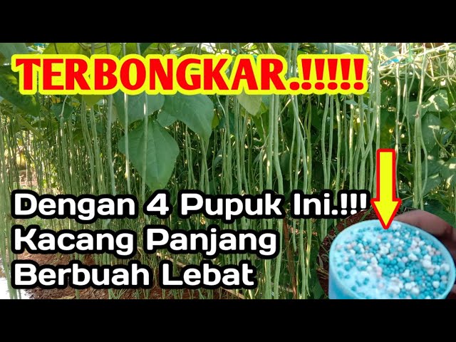 Cara Pupuk Kacang Panjang
