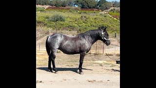 Blue Roan Mare - Blue Dawn For Sale - Kentucky Mountain Horse - Gaited Horse Training Blue Rome Horse