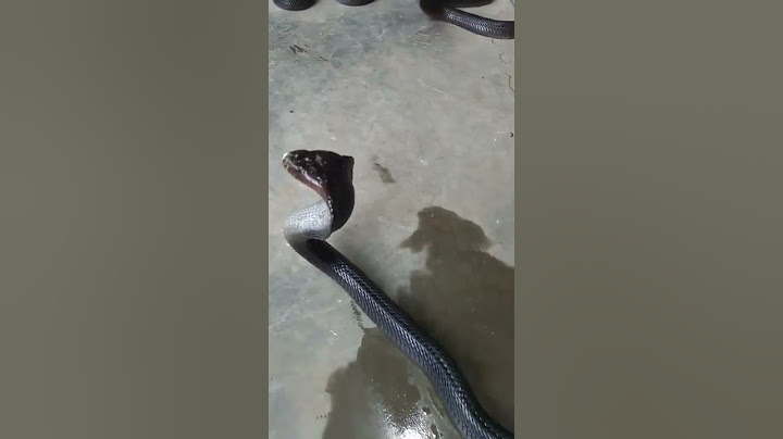 SEMBURAN KOBRA JAWA
