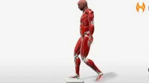 Exercise Videos- Wobble Board Side Reach