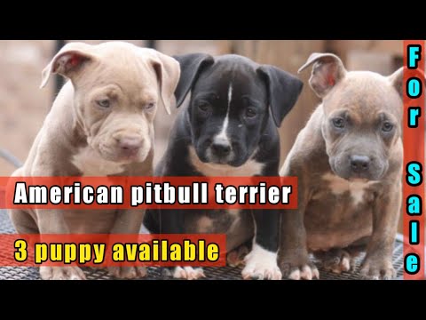 female pitbull puppy for sale