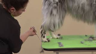 Learn How Easy It Is To Handstrip a Pet English Setter