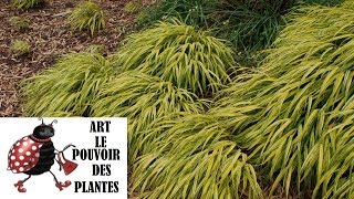 Tuto jardin: Hakonechloa macra Aureola  Herbe du Japon: photos de fleurs et de plantes vivaces