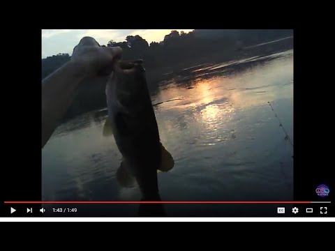 NICE Topwater Largemouth Bass at Sunrise, Savannah River 1 JUL 2012 - YouTube