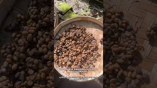 Dünyanin En Pahali Kahvesi̇- Bktan Kahve