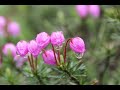 祈り (Ave Maria) P. Mascagni 大城みほ