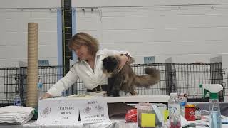 Tropicana at Tica UK show by BlackJaguar-Maine Coon Ireland 162 views 2 years ago 32 seconds