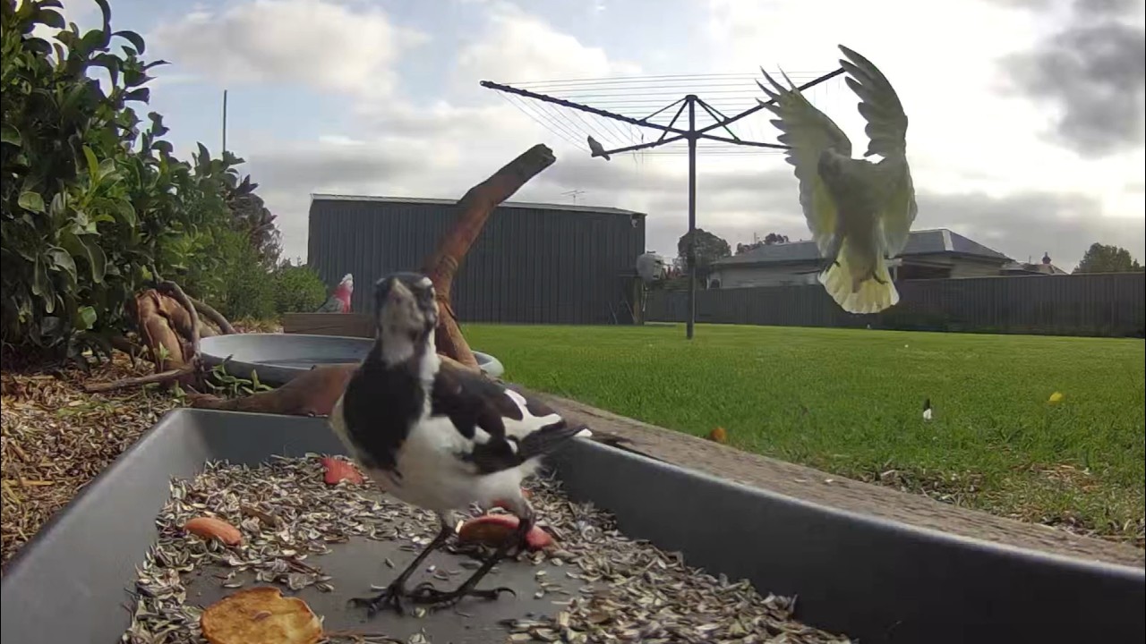 Australian Bird Feeder cam | 19/2/26  | yellow tail black cockatoos |  | galahs | lorikeets | cat tv