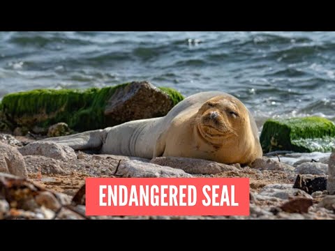 Rare monk seal on jaffa beach