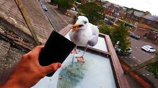 After helping a troubled seagull on a cliff, the seagull started