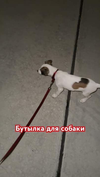 Бутылка для собаки - YouTube