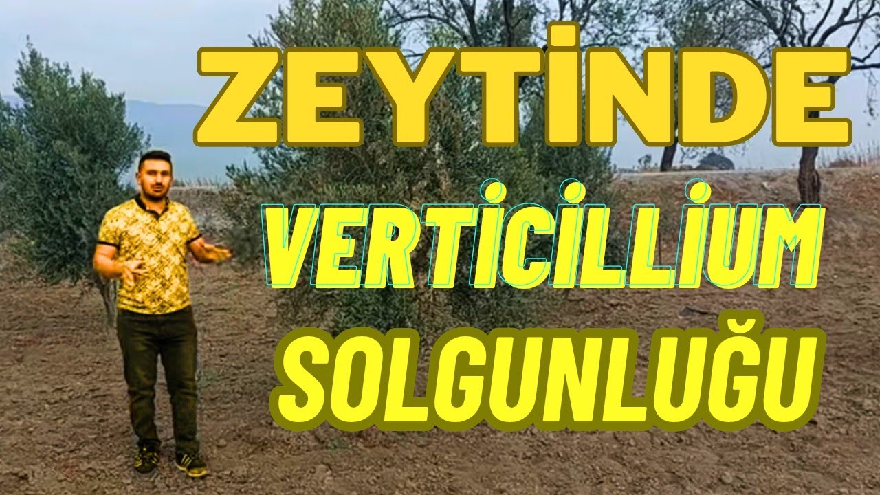 Zeytinde Vertisilyum ile Başa Nasıl Çıkılır, ilacı Çözümü 