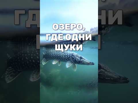 Выживут только хищники. Щучьи озёра - как это возможно? Чем питается щука? #shorts