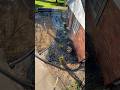 Planting a New Landscape