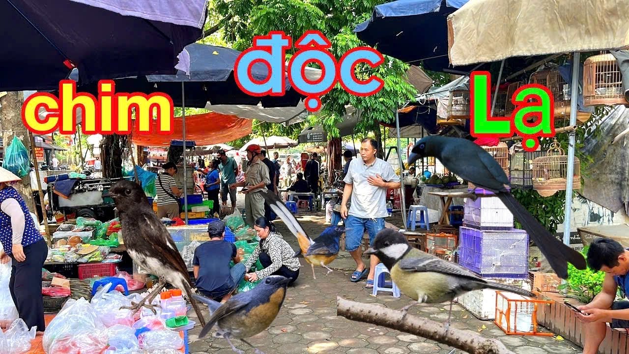 Khám phá chợ chim Yên Phúc Hà Nội có rất nhiều chim đẹp giá rẻ