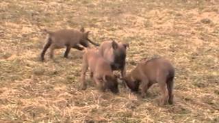 Eciloten Vrh G 9Týdnů Procházka