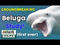 Groundbreaking Study Uncovers the Role of Kinship in Beluga Whales