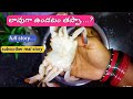 లావుగా ఉండటం తప్పా....?full story|subscriber story|smily deepu vlogs #crab curry