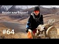 Козёл или баран? // Всё как у зверей #64