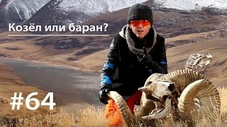 Козёл или баран? // Всё как у зверей #64