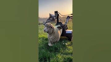 Not What You Expect: An AI Robot Turning Shearing Into a Calm Experience #ai #farming  #sheep