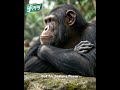 Yippy Banana Loose Biscuits | Go Wild with Flavor | The Ultimate Banana Upgrade