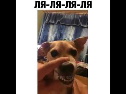 Мем с собакой ля ля ля