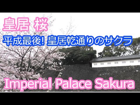 皇居の桜 貴重 平成最後の乾通りでお花見 Imperial Palace Sakura Youtube
