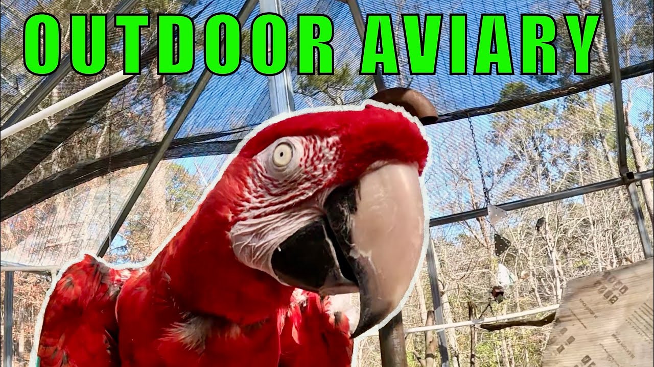 Can Different Bird Species Live Together? | Giant Aviary Experiment