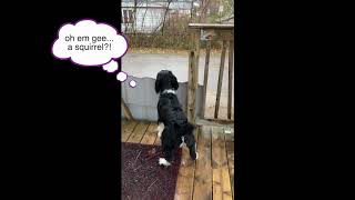 Dog Goes Squirrelly Over Seeing Squirrel 🐿️ | Springer Spaniel | by WhatASpringer 1,138 views 3 years ago 1 minute, 8 seconds