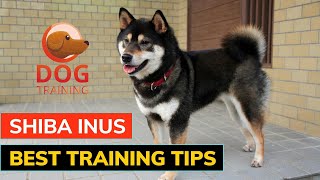 12 Best Shiba Inu Training Tips for Success #guide