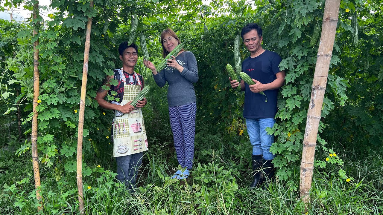 Tips sa pagtatanim ng ampalaya mula sa mga Farmer ng Lipa Batangas