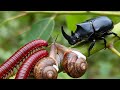 Millipede, Snail &amp; Rhino Beetle Coexistence! Rare Wildlife Footage #millipede  #MillipedeEncounter
