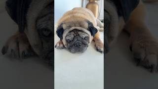 Im A Toddler  funny pug cute shorts