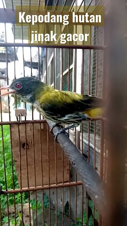 kepodang hutan jinak gacor