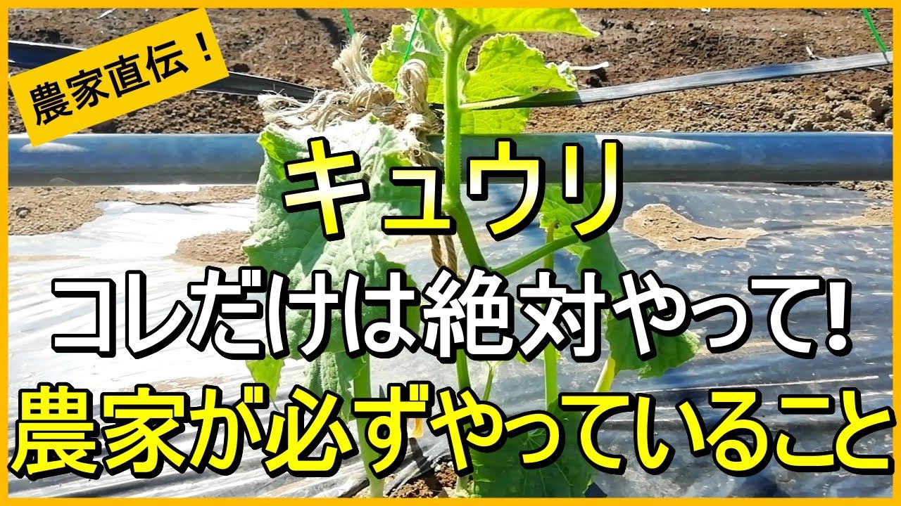 Cucumber cultivation] Explanation of the most important care such