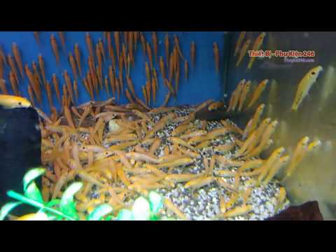 Video Cá nô lệ - cá mút rong - Gold slave fish cá cảnh thủy... - youtube