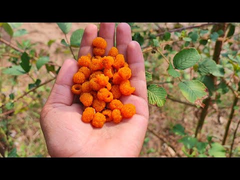 Himalayan Golden Raspberry Facts and benefits 😱 ️| Heer Aakhe Hisalu ...